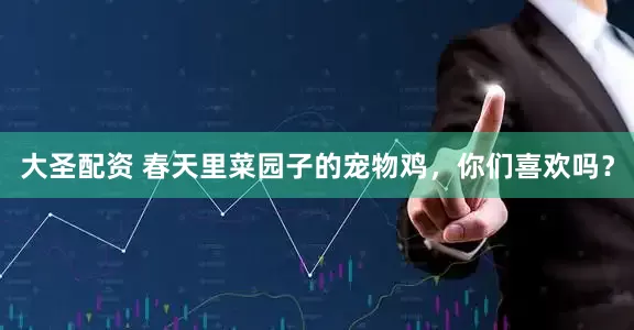 大圣配资 春天里菜园子的宠物鸡，你们喜欢吗？